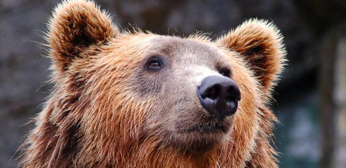 Ucraina, salvato l'orso di Bakhmut